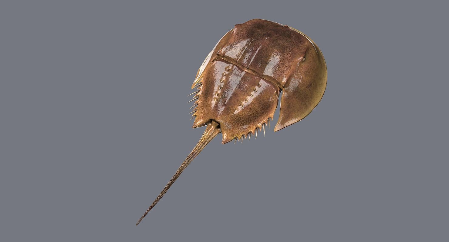 Horseshoe Crab 3D model_15