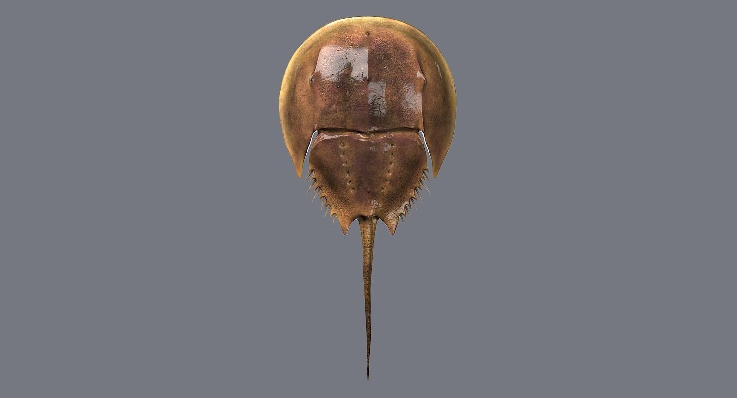 Horseshoe Crab 3D model_3