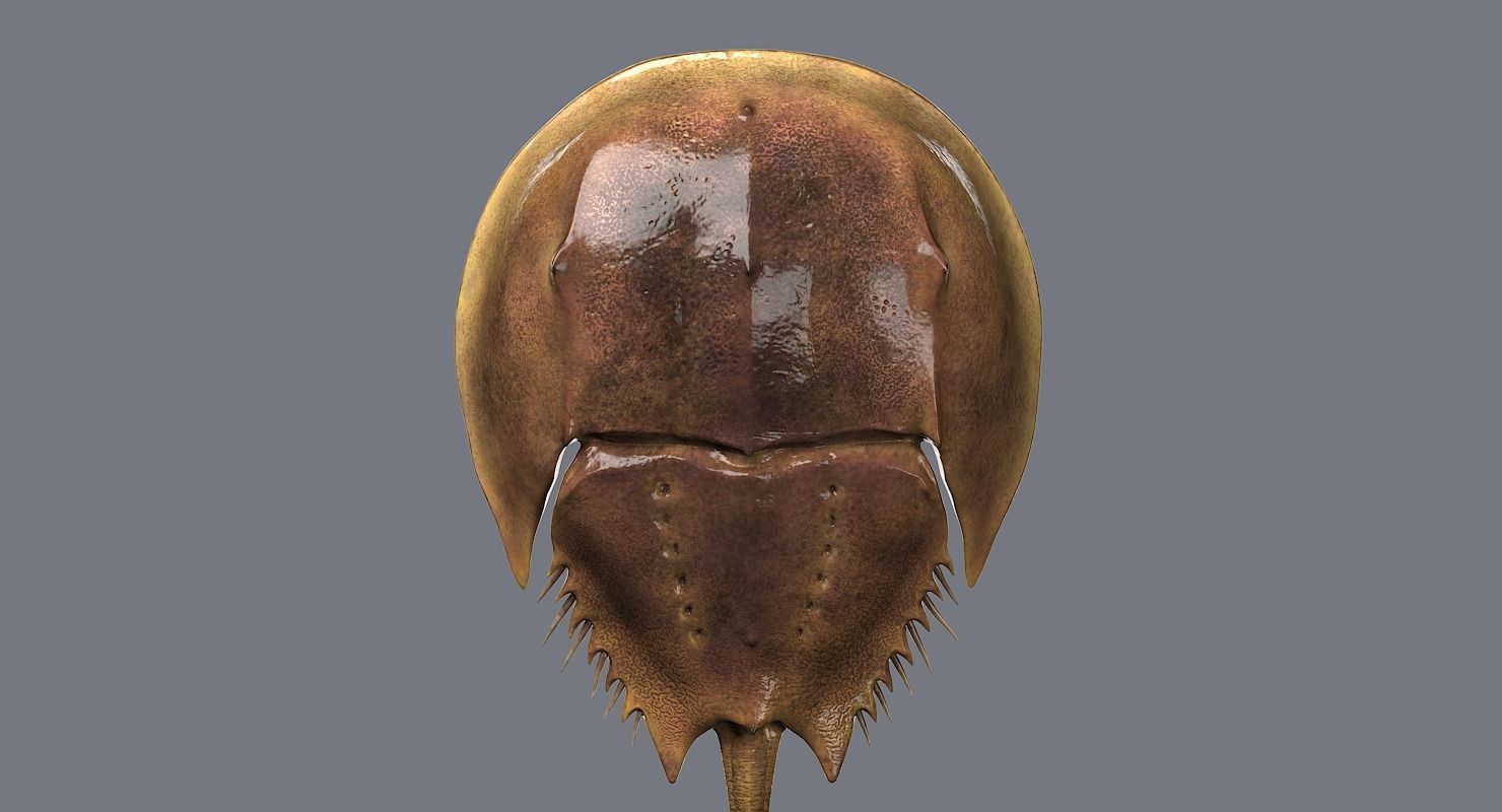 Horseshoe Crab 3D model_5