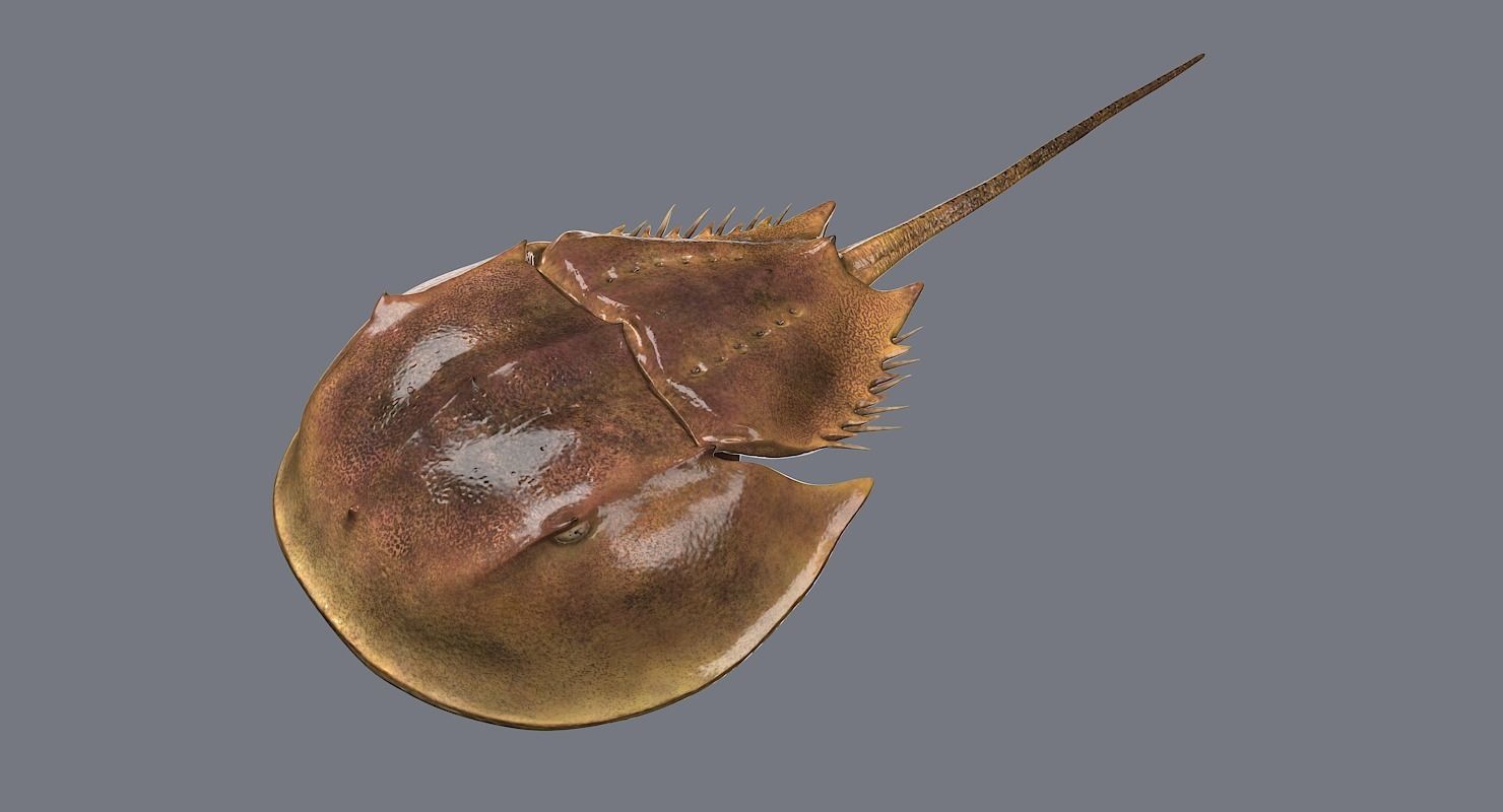 Horseshoe Crab 3D model_10