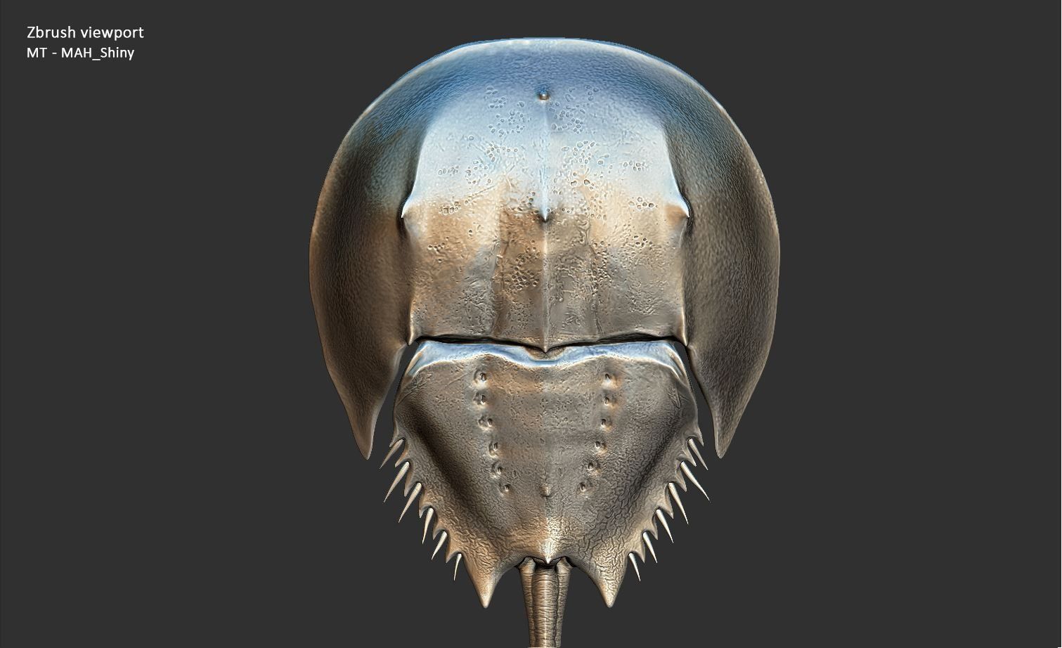 Horseshoe Crab 3D model_39