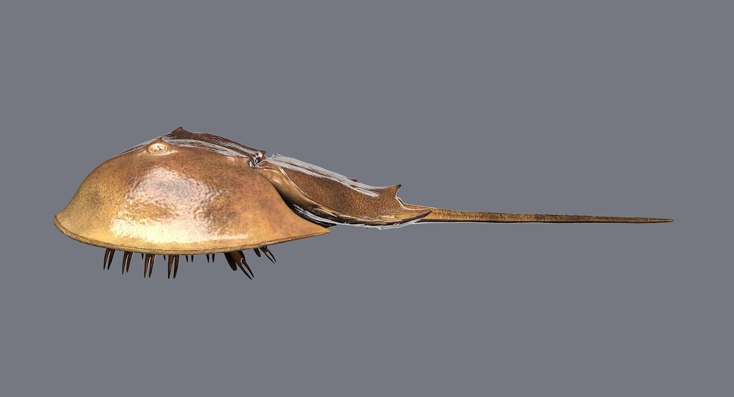 Horseshoe Crab 3D model_8