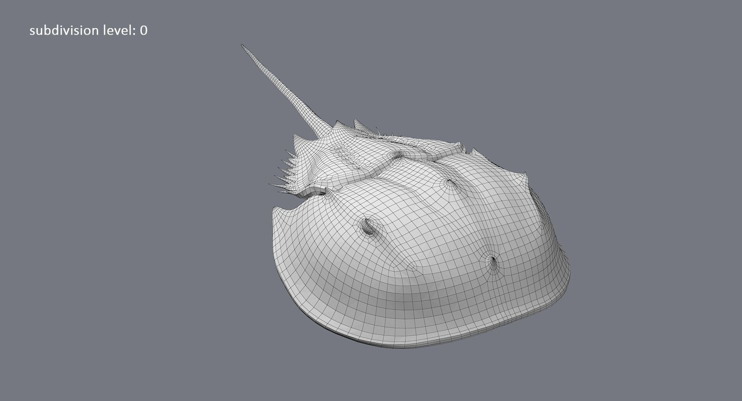 Horseshoe Crab 3D model_31