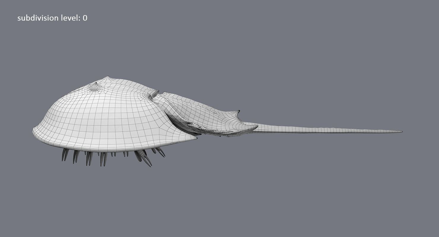 Horseshoe Crab 3D model_27