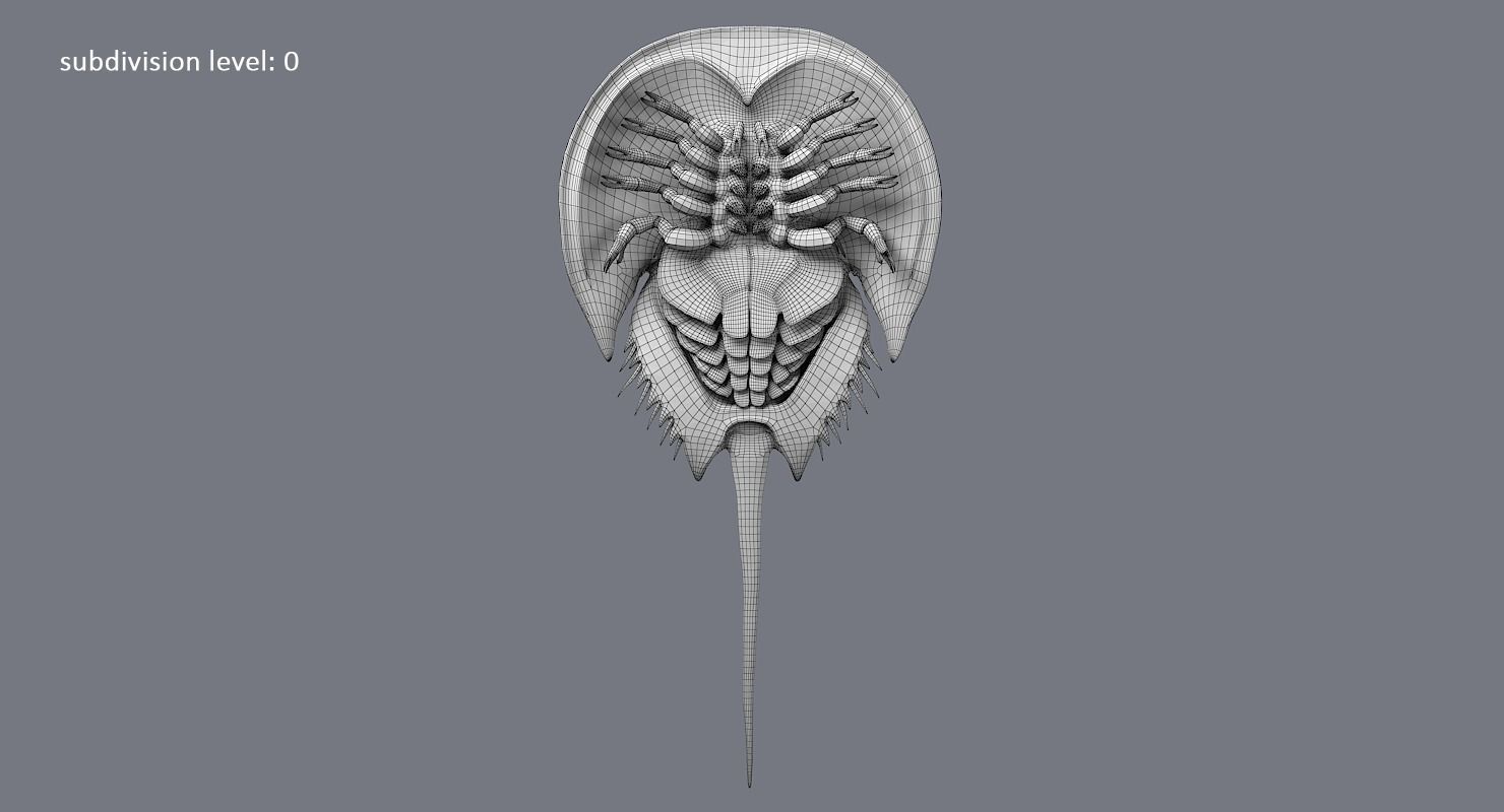 Horseshoe Crab 3D model_22