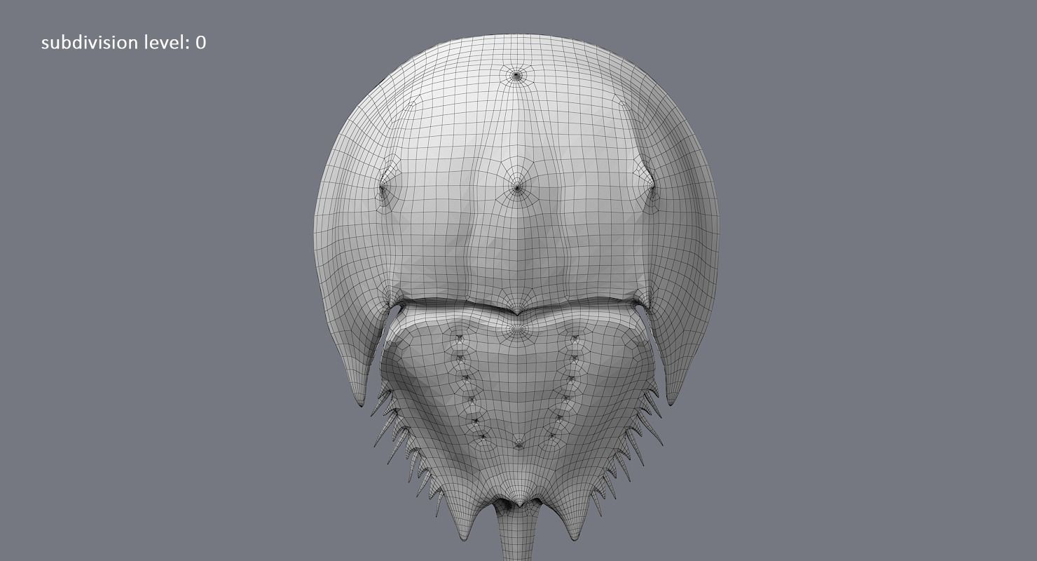 Horseshoe Crab 3D model_24