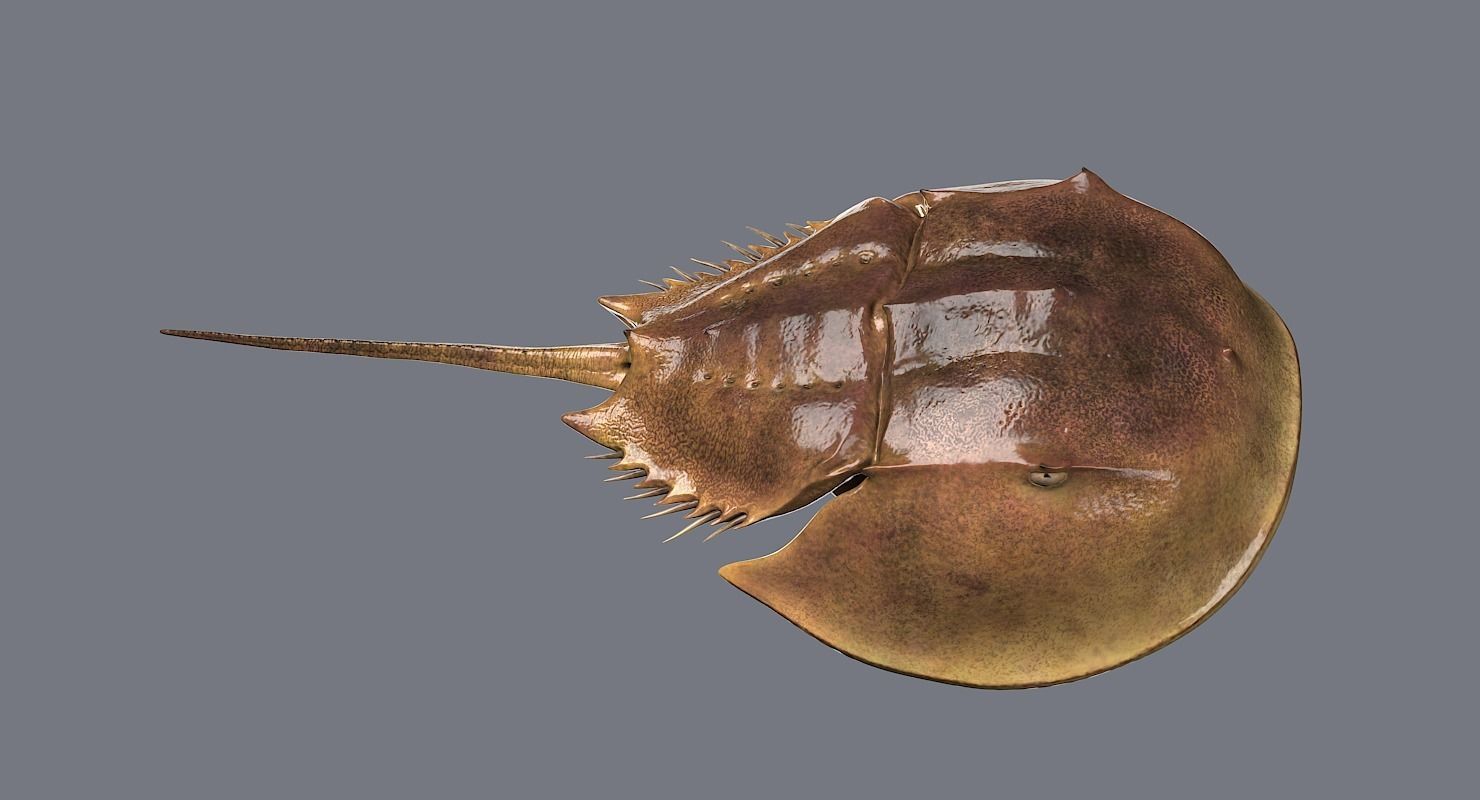 Horseshoe Crab 3D model_17
