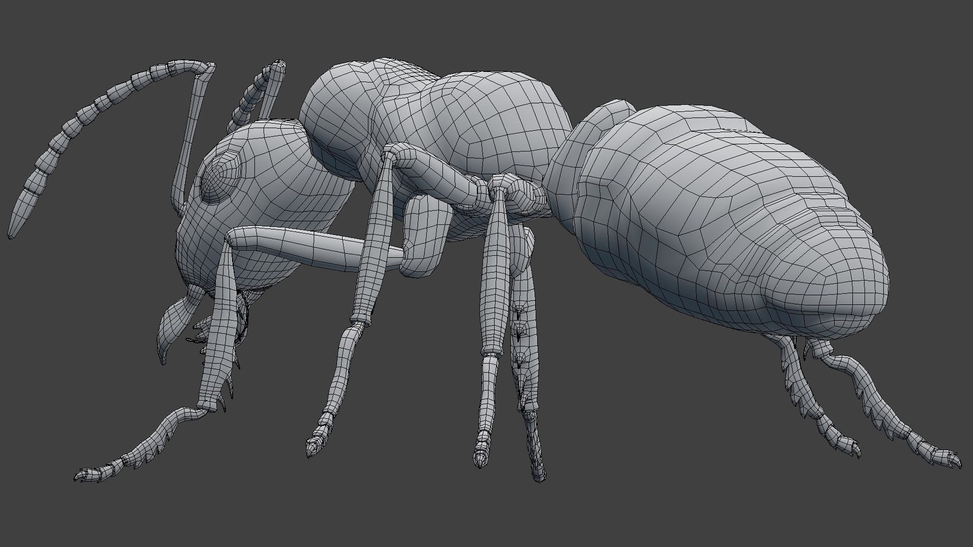 Ant Model Low-poly 3D model_15