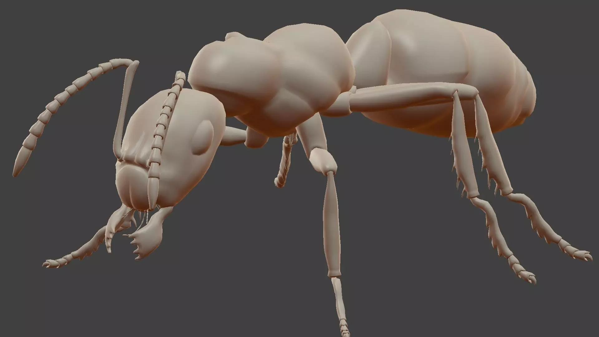 Ant Model Low-poly 3D model_0