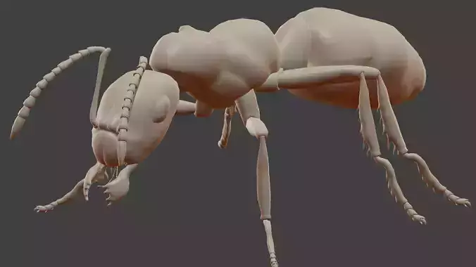 Ant Model