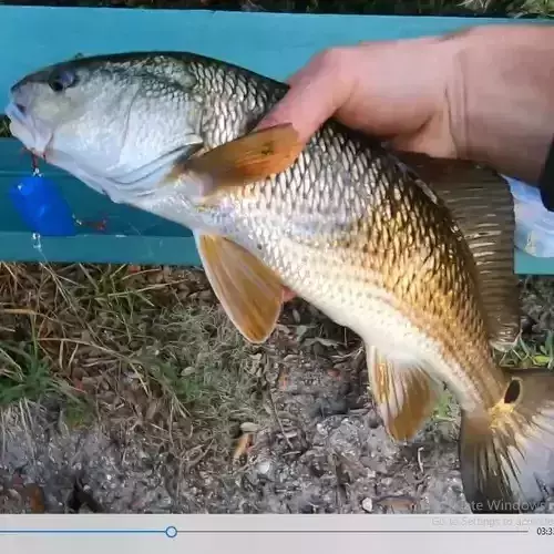 LIPLESS CRANKBAIT 2 INCH Free 3D print model
