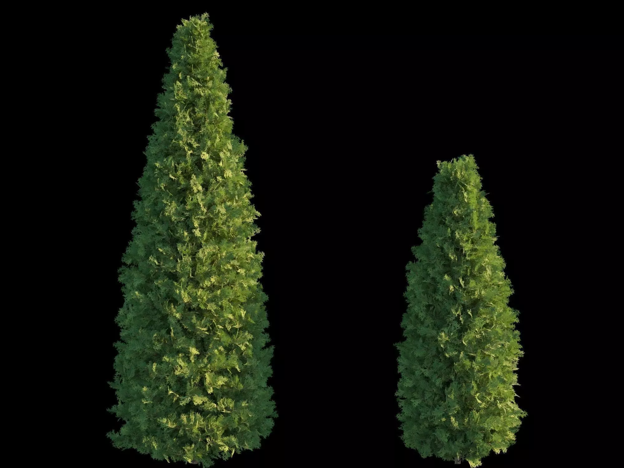 Thuya Smagard Free 3D model