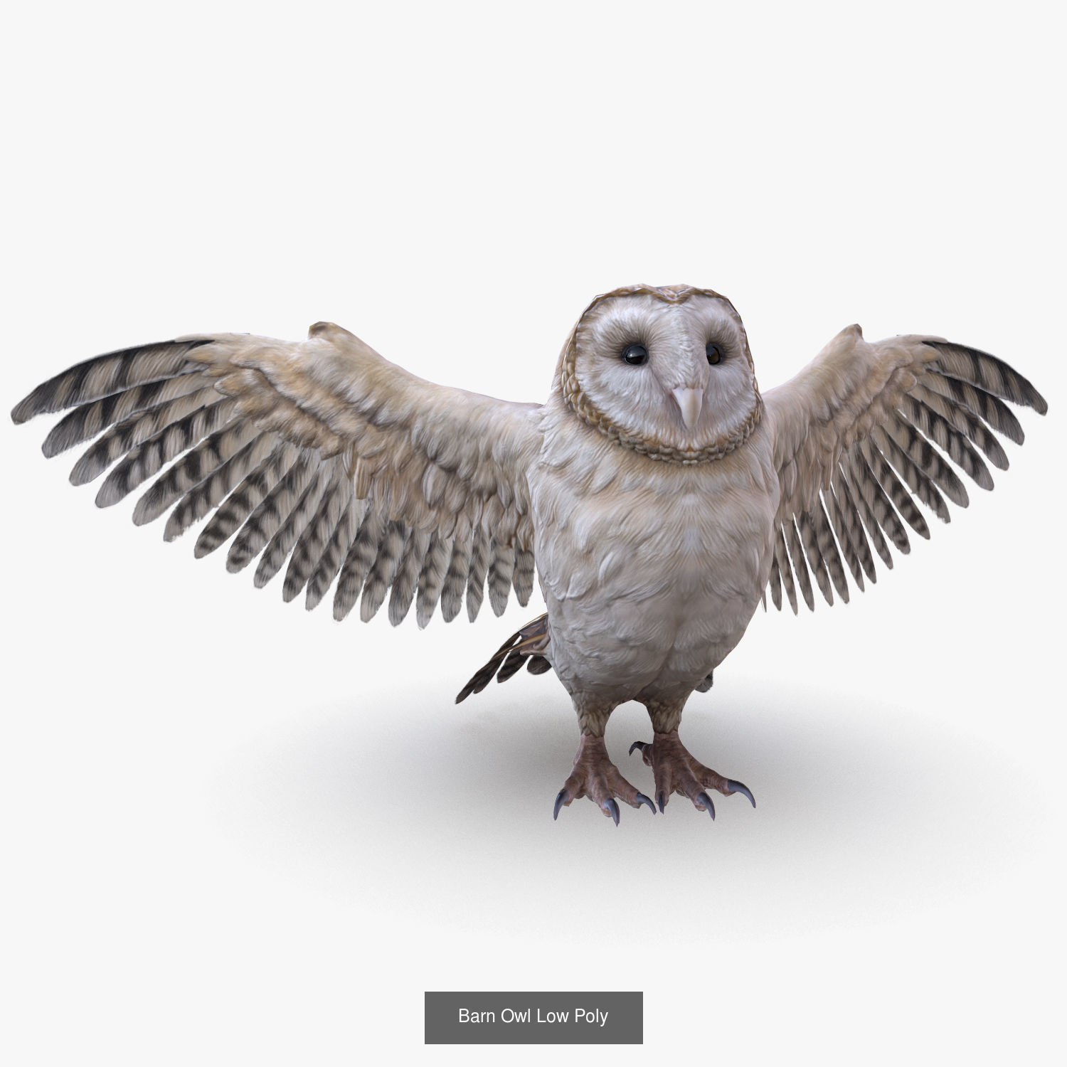 Animals Game Ready barn owl with wings spread 3D Model Collection_3