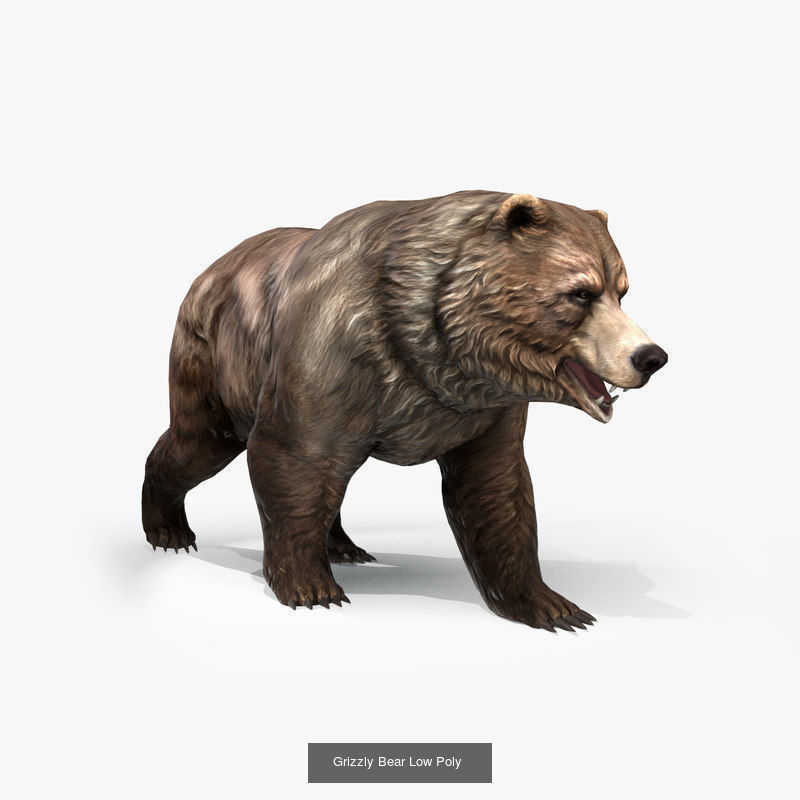 Animals Game Ready barn owl with wings spread 3D Model Collection_6