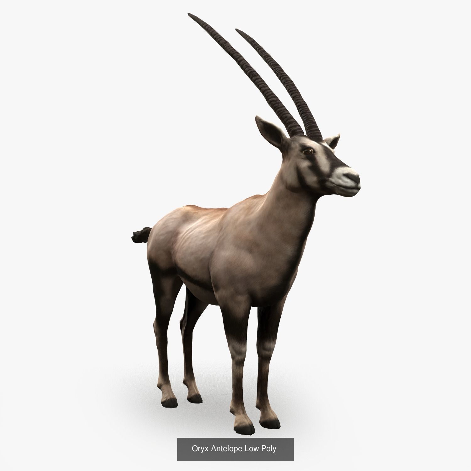 Animals Game Ready barn owl with wings spread 3D Model Collection_5