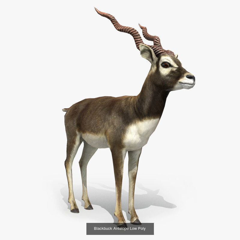 Animals Game Ready barn owl with wings spread 3D Model Collection_7