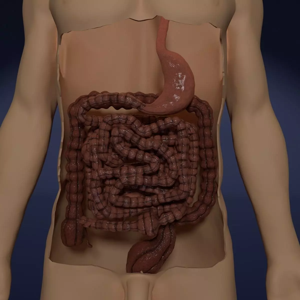 INTESTINE ANIMATED PERISTALSIS 3D model