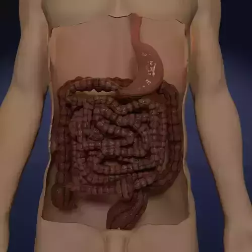 INTESTINE ANIMATED PERISTALSIS 3D model