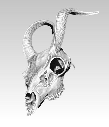 Deatiled Antelope disambiguation Head Skull with Horn  3D print model_1