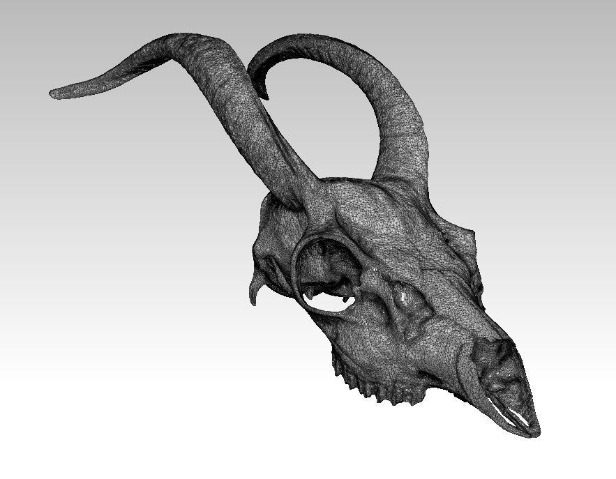 Deatiled Antelope disambiguation Head Skull with Horn  3D print model_4