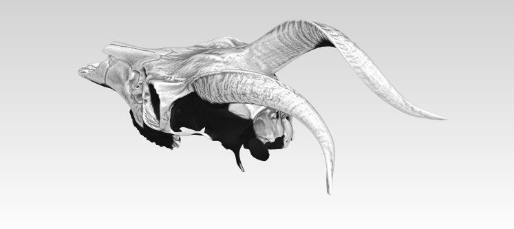 Deatiled Antelope disambiguation Head Skull with Horn  3D print model_3