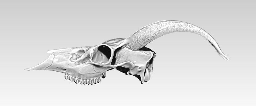 Deatiled Antelope disambiguation Head Skull with Horn  3D print model_2