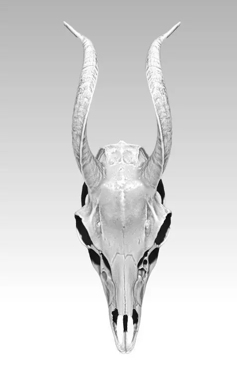 Deatiled Antelope disambiguation Head Skull with Horn  3D print model_0