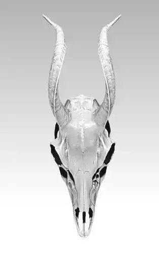 Deatiled Antelope disambiguation Head Skull with Horn  3D print model