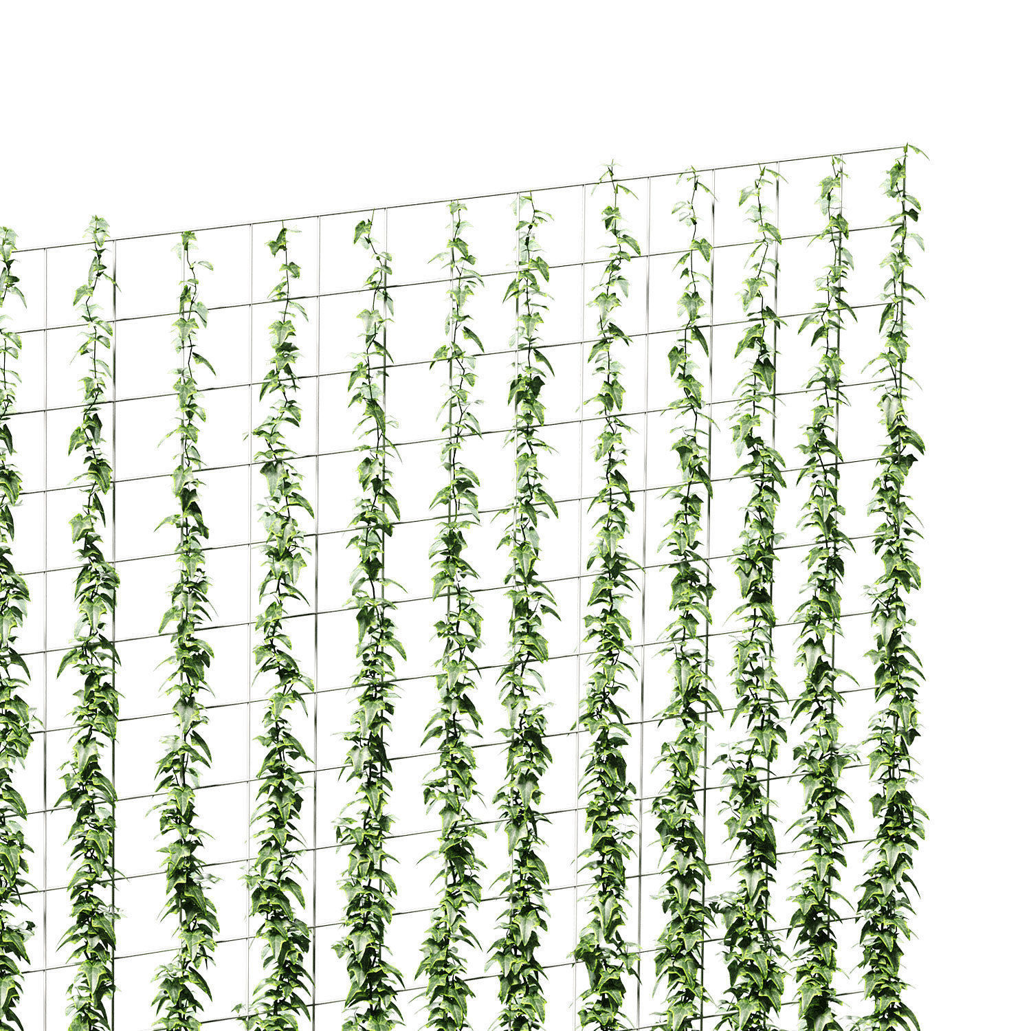Wall of ivy leaves 3D model_6