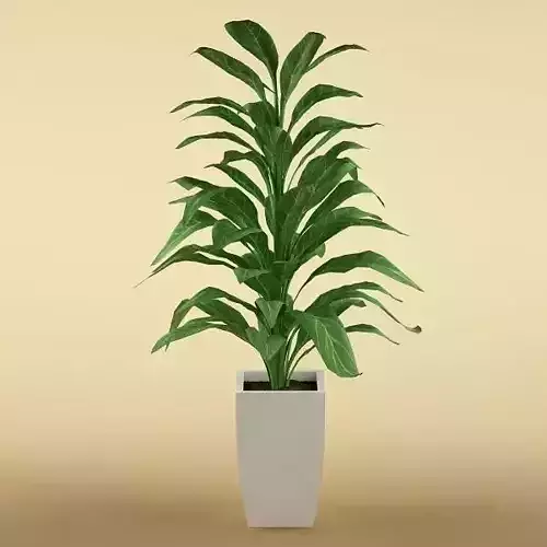 Plant 43