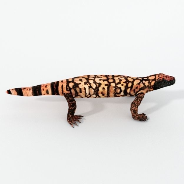 Gila Monster Low-poly 3D model_3