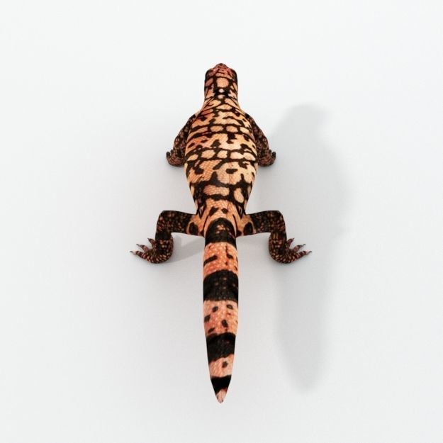 Gila Monster Low-poly 3D model_1