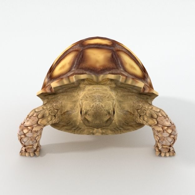 Sulcata Turtle Low-poly 3D model_2