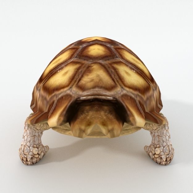 Sulcata Turtle Low-poly 3D model_1