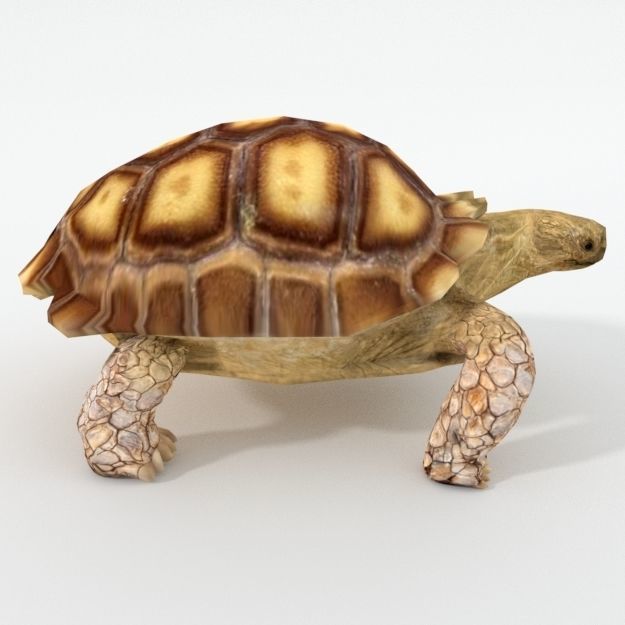 Sulcata Turtle Low-poly 3D model_3