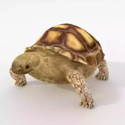 Sulcata Turtle