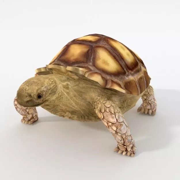 Sulcata Turtle Low-poly 3D model_0