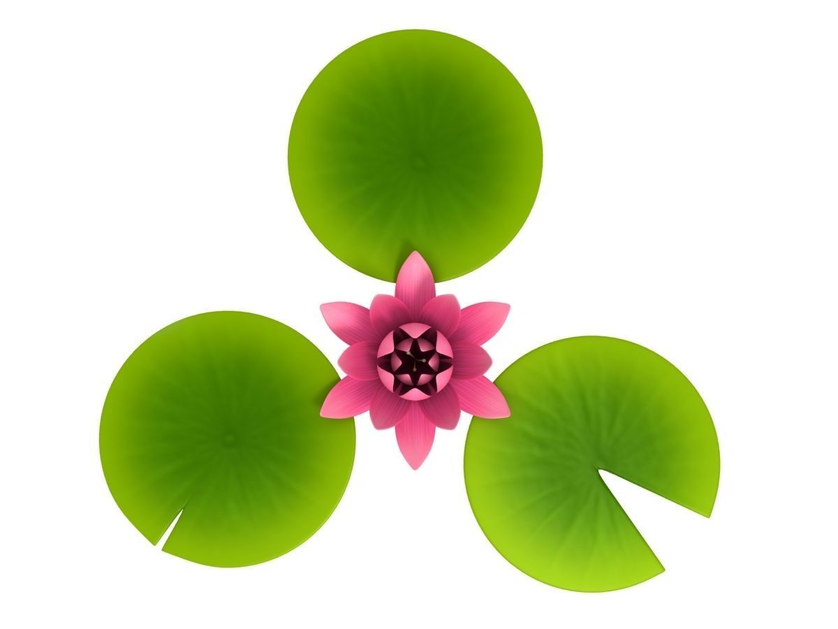 Lotus water lily 3D model_2