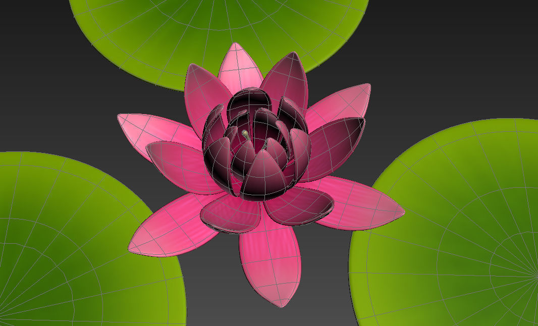 Lotus water lily 3D model_9
