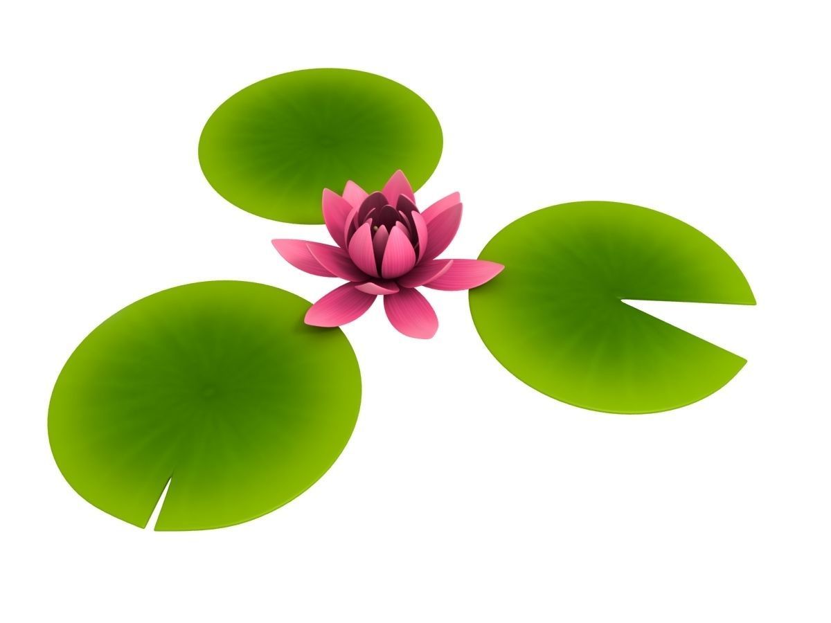 Lotus water lily 3D model_1