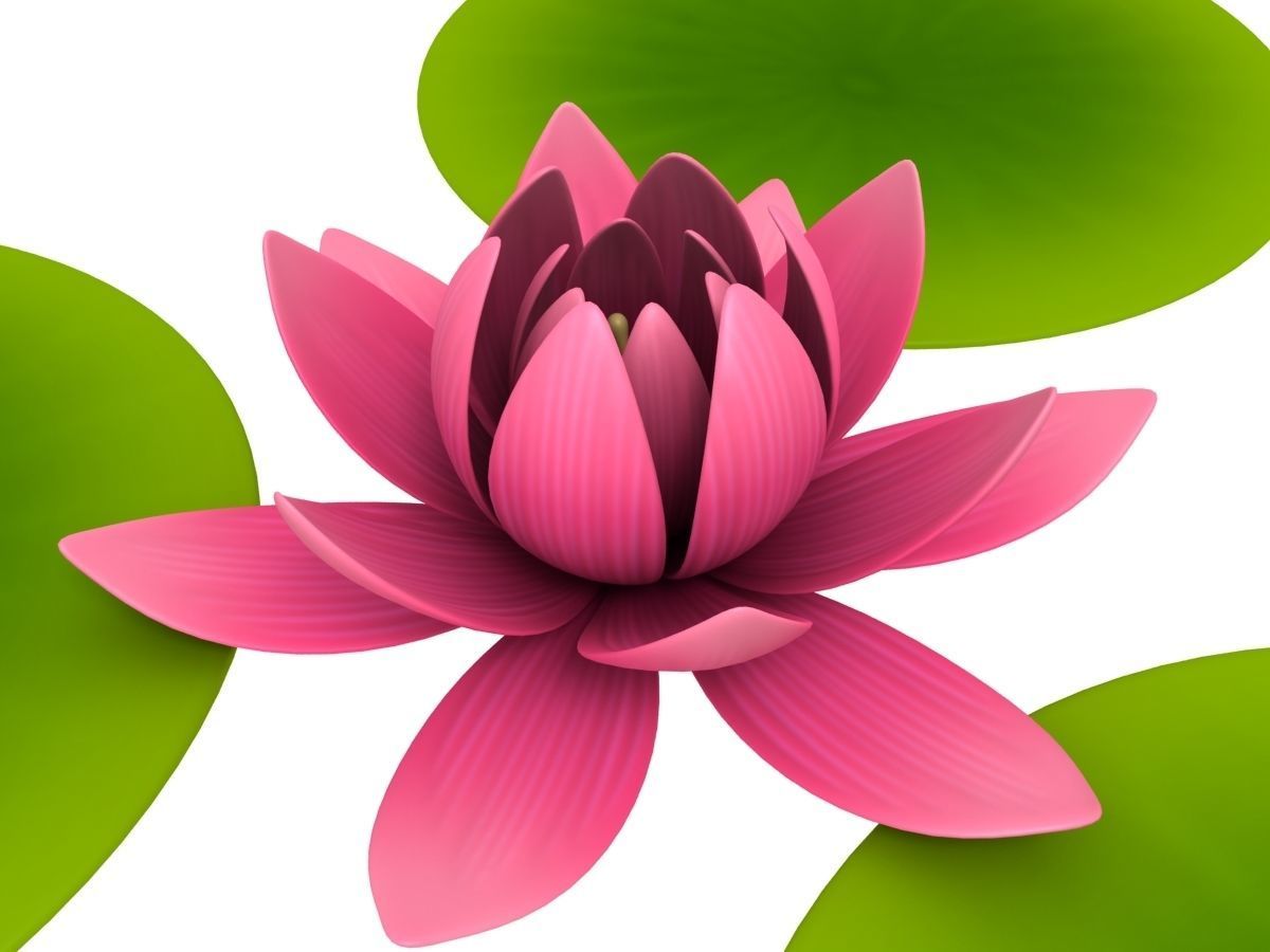 Lotus water lily 3D model_4