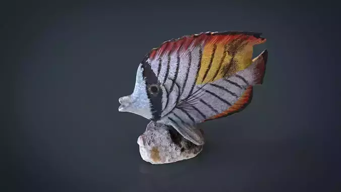 Decorative Fish