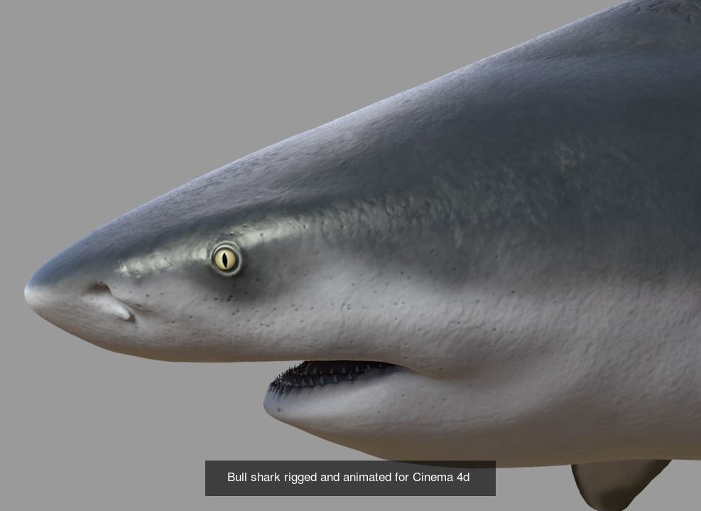 Sharks rigged and animated for Cinema4d 3D Model Collection_4