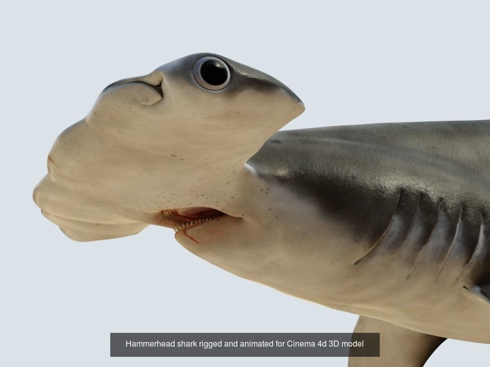 Sharks rigged and animated for Cinema4d 3D Model Collection_3