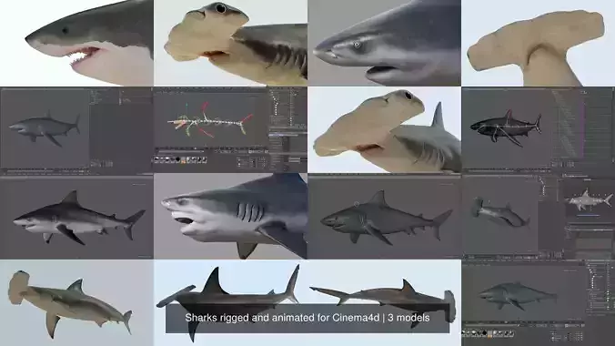 Sharks rigged and animated for Cinema4d 3D Model Collection