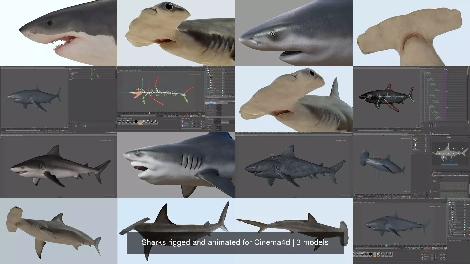 Sharks rigged and animated for Cinema4d 3D Model Collection_0