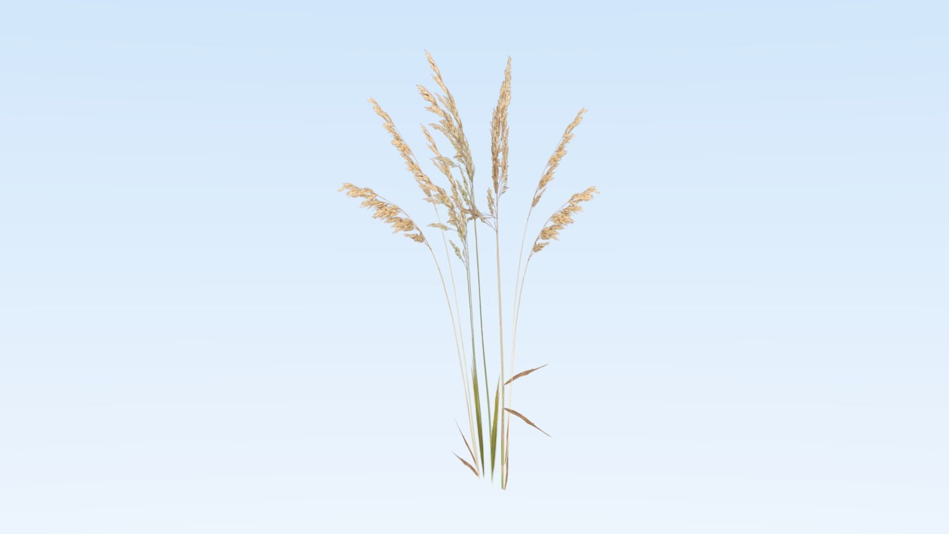 Cereals set lowpoly tall grass Low-poly 3D model_5