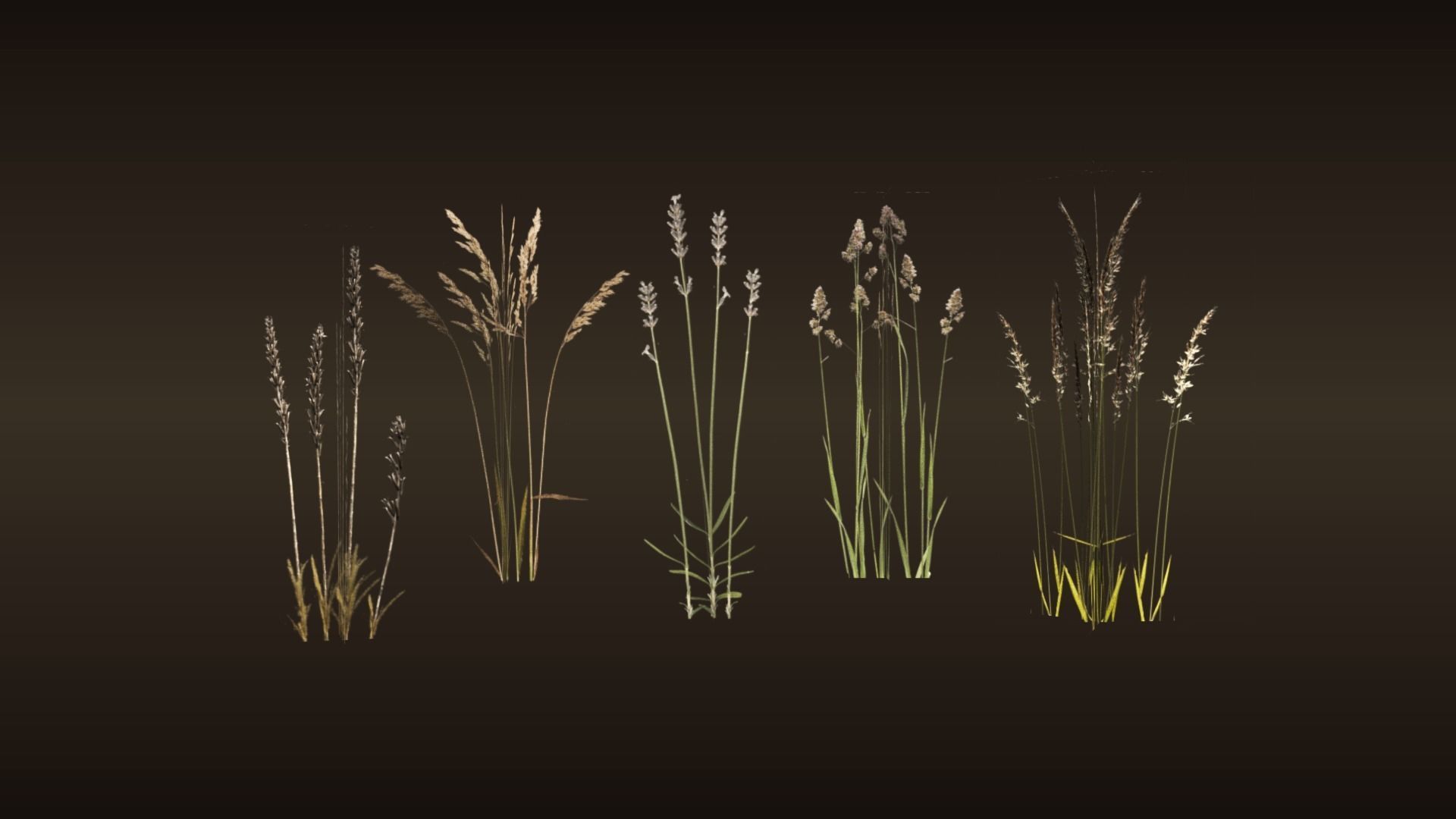 Cereals set lowpoly tall grass Low-poly 3D model_1