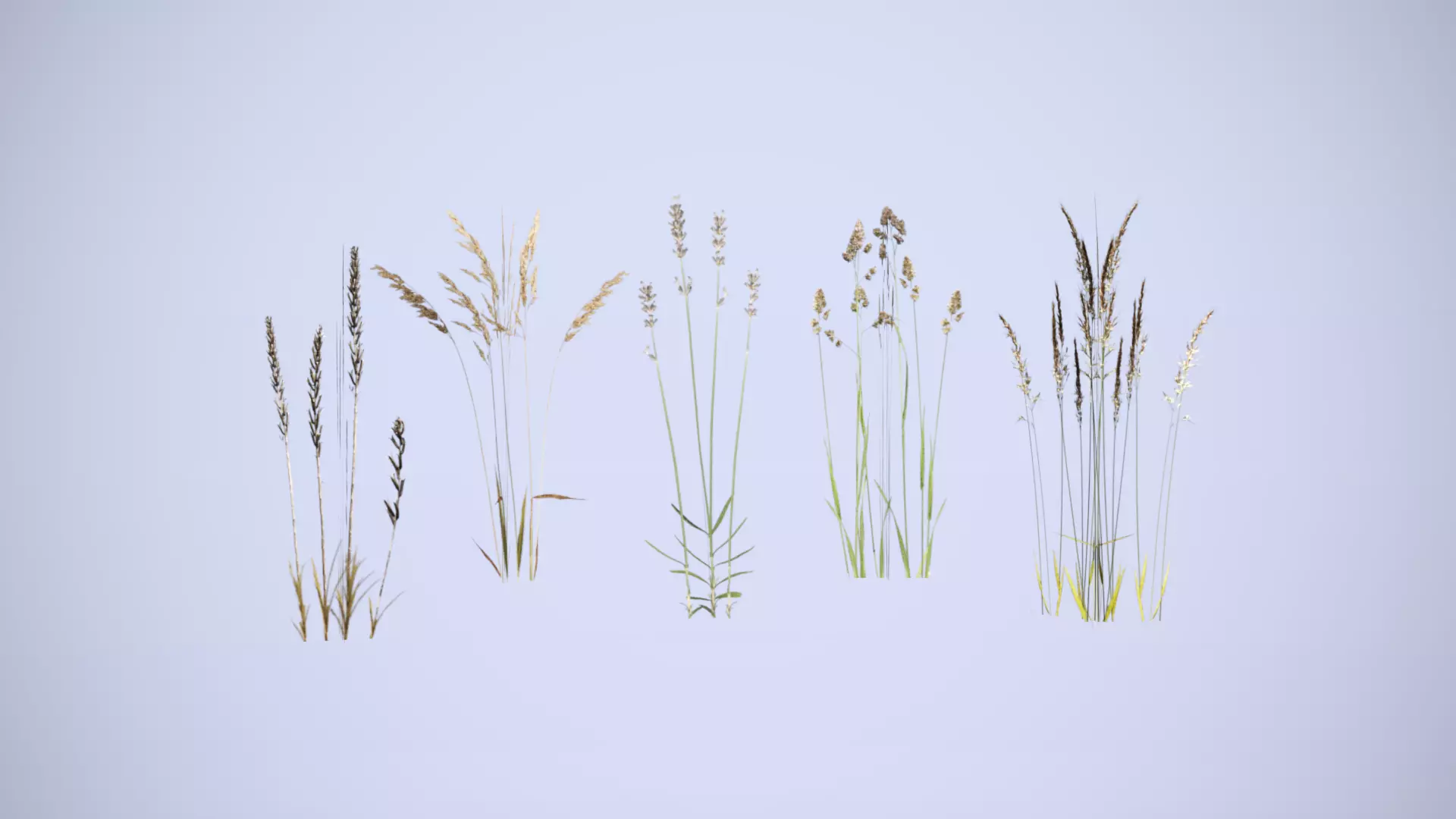 Cereals set lowpoly tall grass Low-poly 3D model_0