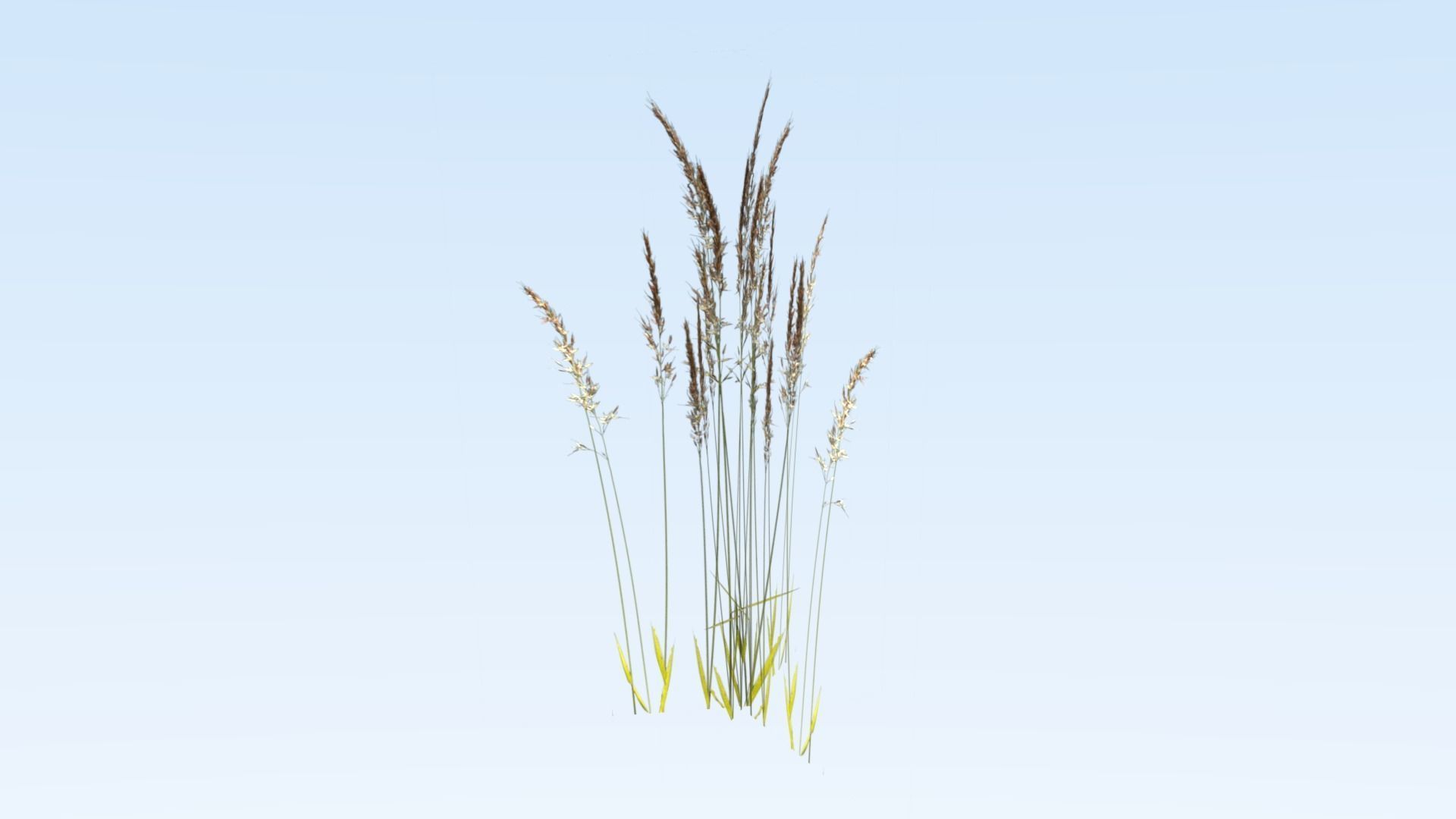 Cereals set lowpoly tall grass Low-poly 3D model_6